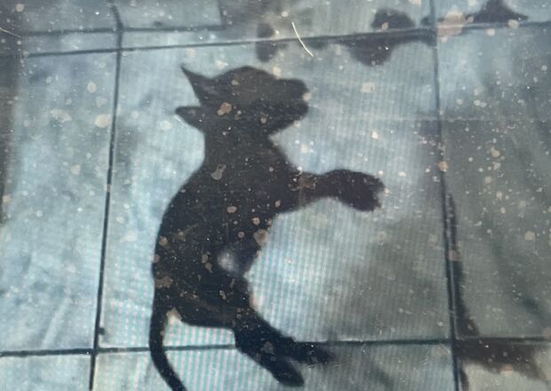 Polícia investiga mortandade de cães e gato