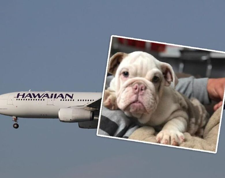 Cão da raça bulldog morreu em voo da Hawaiian Airlines