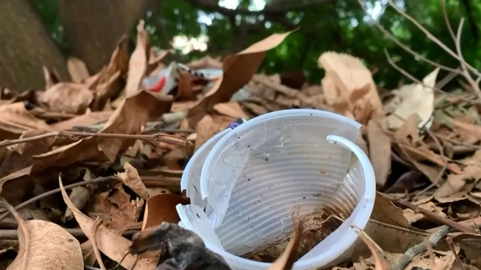 Descartáveis viram criadouros do mosquito Aedes aegypti, responsável por transmitir o vírus da dengue 