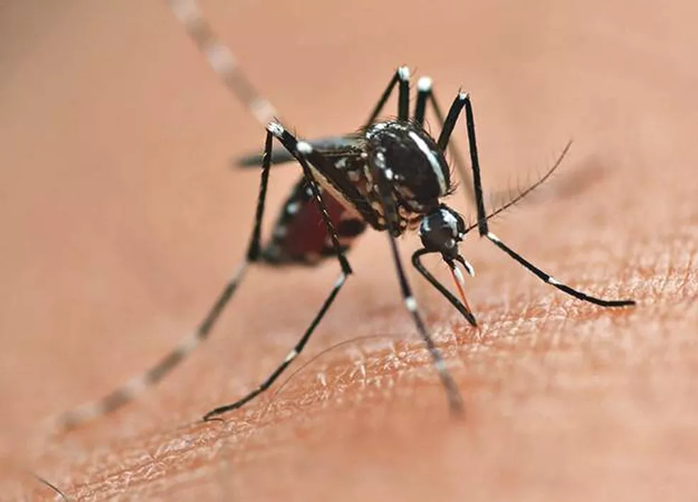 Mosquito Aedes aegypti; dengue 