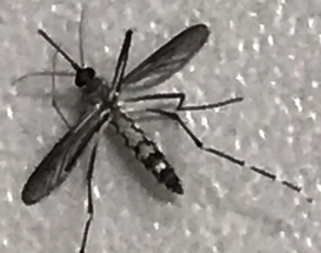 Antes de estudar detalhes, o ideal é eliminar o mosquito