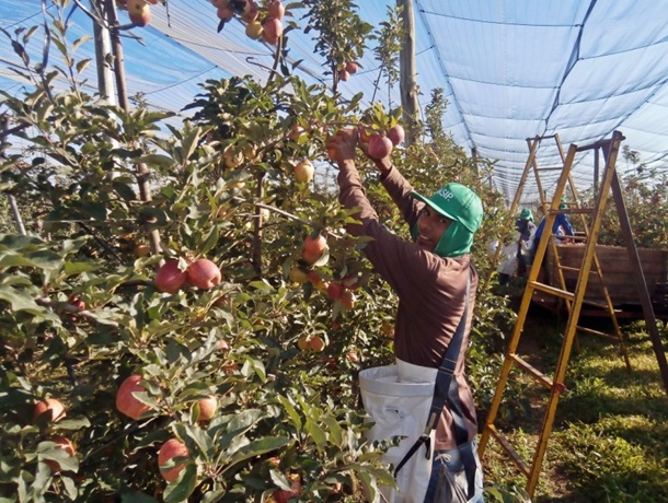 Colheita de maçã envolve mão-de-obra indígena