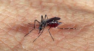 Primeira vítima de dengue em 2024 tinha 33 anos