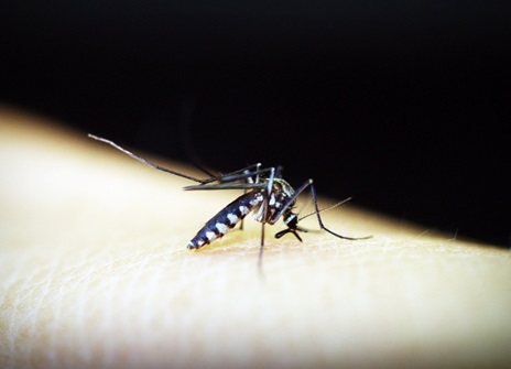Mosquito da dengue continua causando estragos