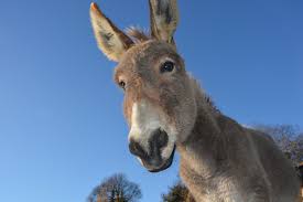 Há quem diga que aqui tem uma cabeça de burro enterrada