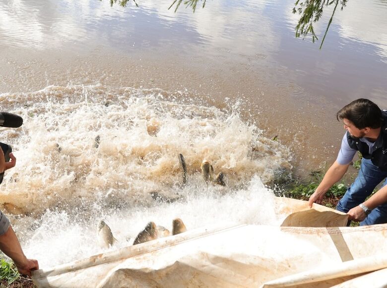 Peixes são colocados no lago do parque do Flórida