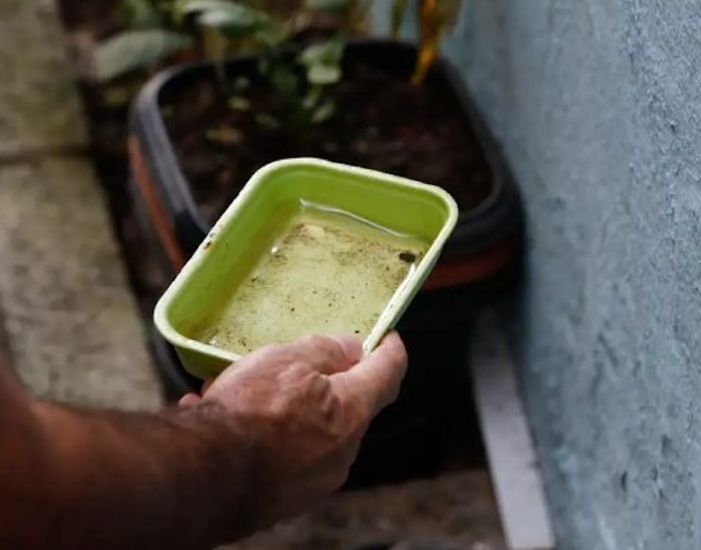 Vasos e recipientes devem se manter livres da água parada 