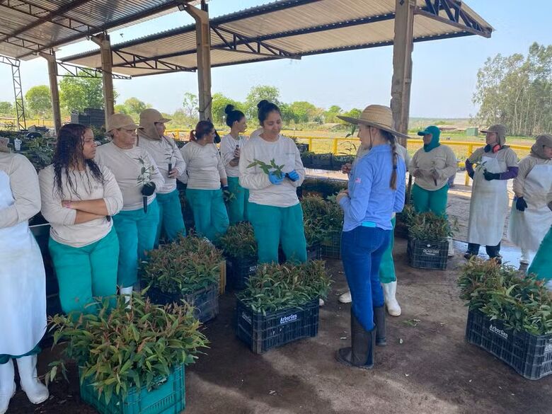 Engenheira Rayane Aparecida Silva Menezes se dedica ao melhoramento genético do eucalipto. 