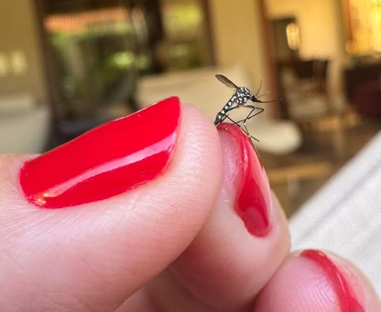 'Bonitinho e ordinário', o perigo do Aedes aegipty