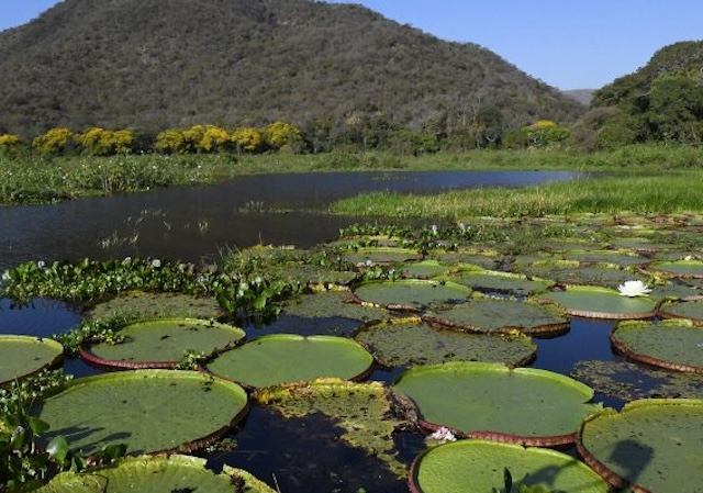 Área de Vitória-Régia no Pantanal sul-mato-grossense