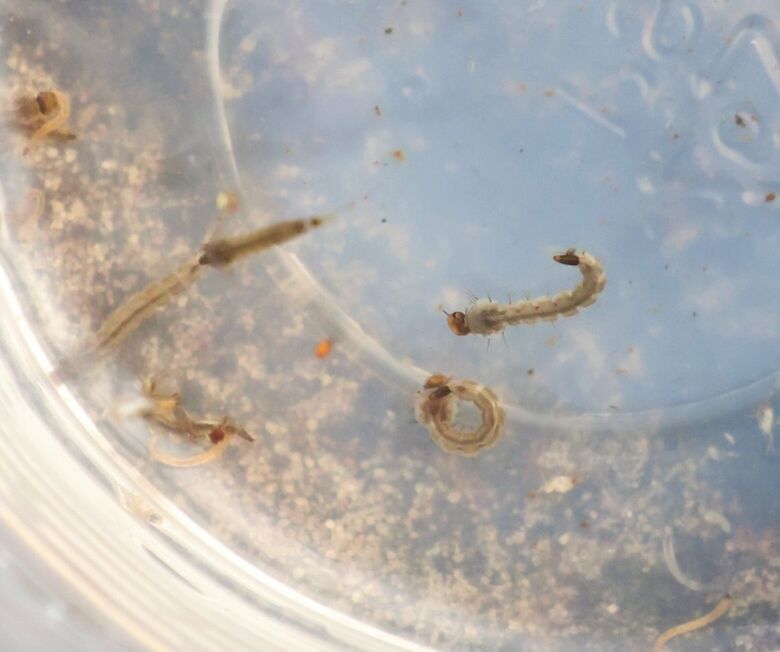 Números do Aedes aegypti proliferam no município