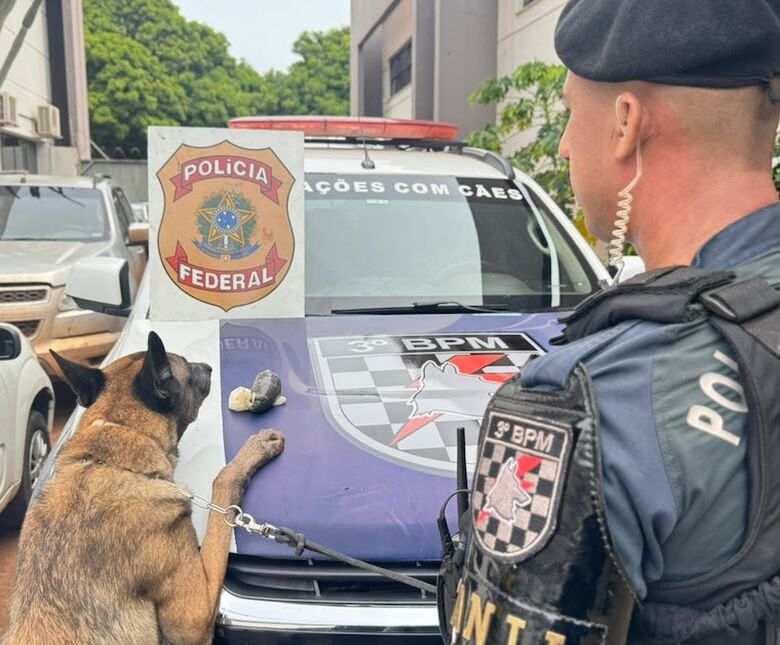 Cão farejador K9 Colt abordou droga em ônibus