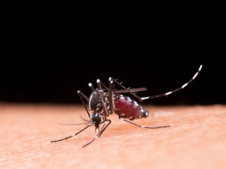 Promotoria pede ação intensa de limpeza para conter mosquito