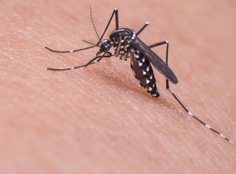 Mosquito produz menos estragos em clima mais ameno