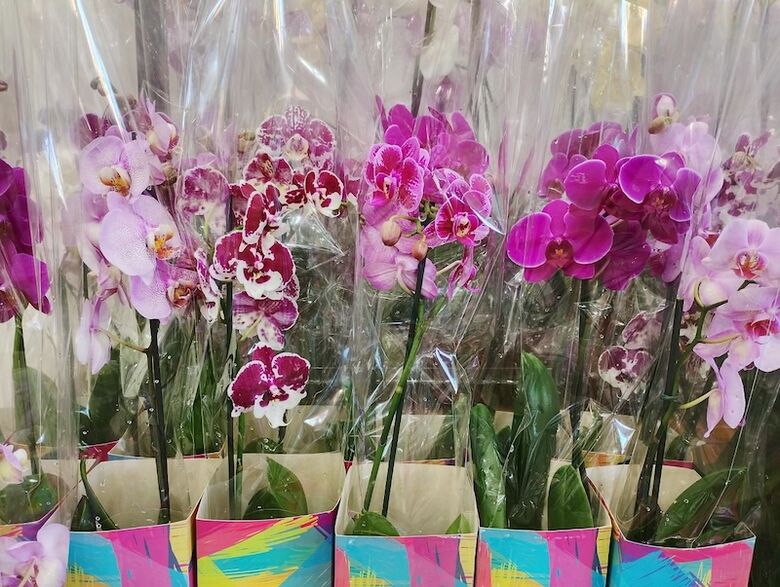 Cotação de preços também vale para compra de flores