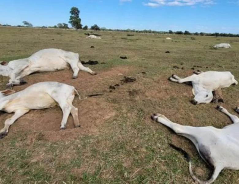 Gado nao resiste ao frio intenso em propriedades