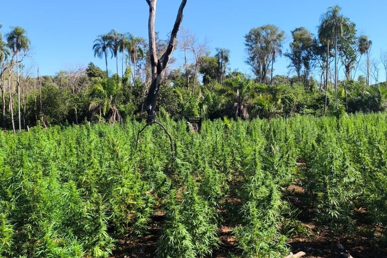 Agentes da Senad incineram maconha apreendida em Bella Vista Norte.