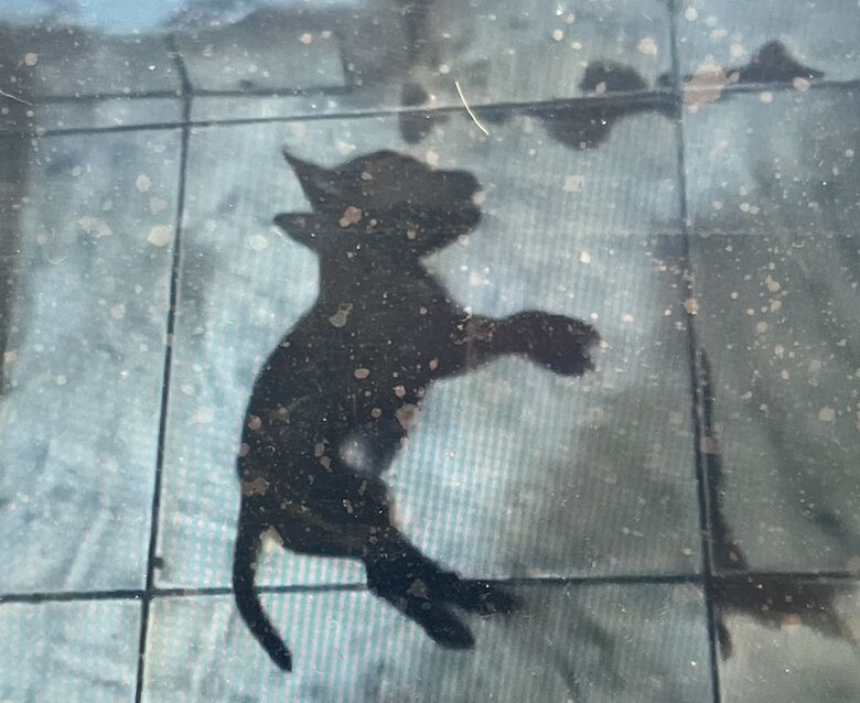 Gatinho foi encontrado morto na varanda da casa