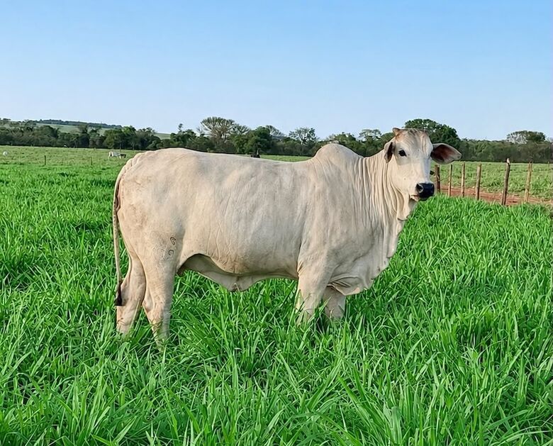 Maestria FIV, premiada entre mais de 52 mil, em Uberaba
